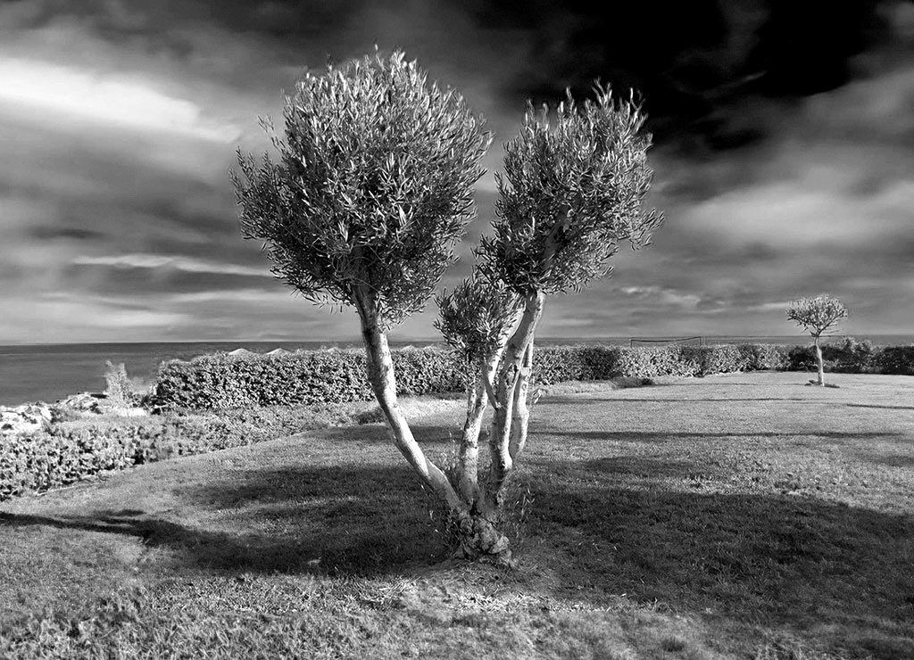 Schwarzweißfoto eines Olivenbaums am Meer, dramatischer Himmel über gepflegter Küstenwiese mit Schattenwurf.