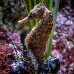 Ein geflecktes Seepferdchen schwebt aufrecht im Aquarium zwischen bunten Felsen und Seegras.
