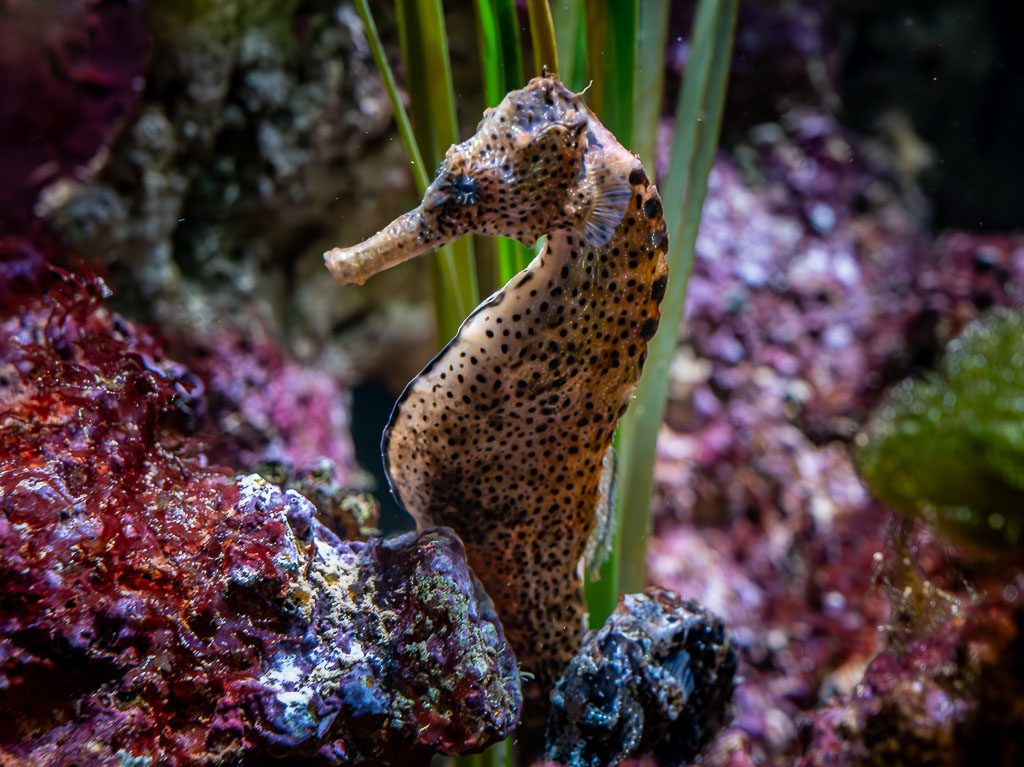National Day of the Seahorse – Tag der Seepferdchen. Kuriose Feiertage – 13. Dezember © 2025 Sven Giese - Bild 1 Geflecktes Seepferdchen schwebt aufrecht im Aquarium zwischen bunten Felsen und Seegras.