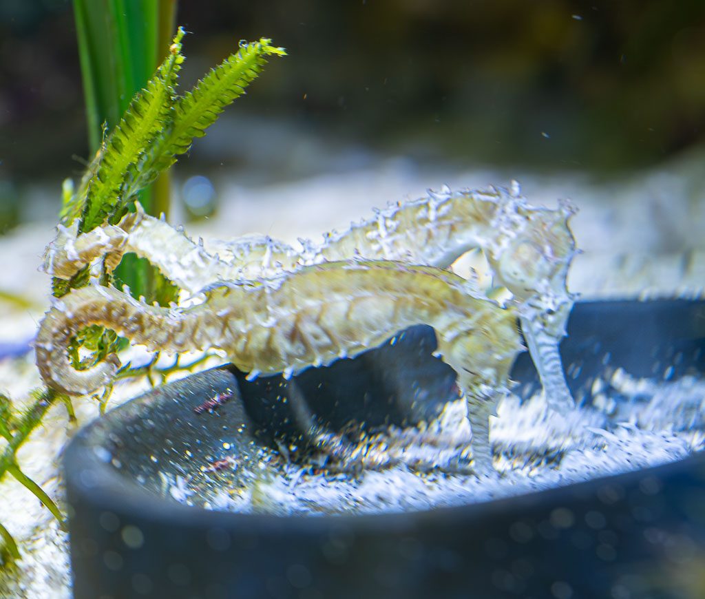 National Day of the Seahorse – Tag der Seepferdchen. Kuriose Feiertage – 13. Dezember © 2025 Sven Giese - Bild 2 Zwei helle Seepferdchen fressen im Aquarium, umgeben von Seegras und schwebenden Partikeln.