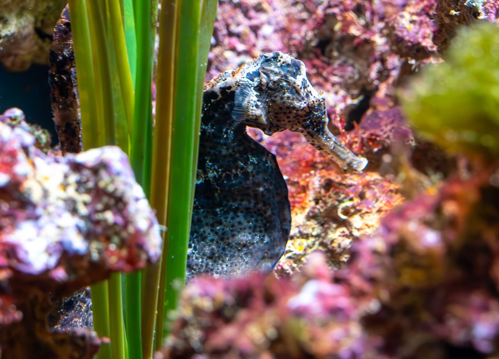 National Day of the Seahorse – Tag der Seepferdchen. Kuriose Feiertage – 13. Dezember © 2025 Sven Giese - Bild 3 Schwarzes Seepferdchen klammert sich im Aquarium an Seegras, umgeben von buntem Korallenriff.