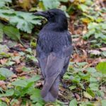 international crow and raven appreciation day kuriose feiertage 2026 sven giese featured