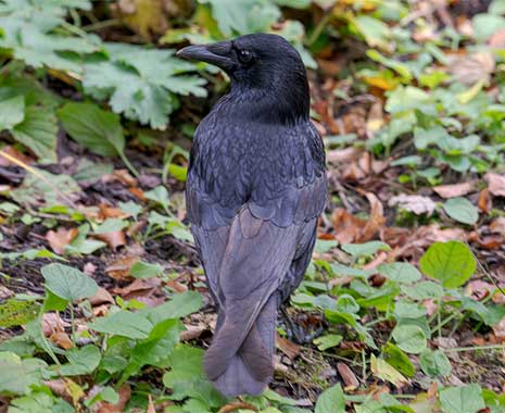international crow and raven appreciation day kuriose feiertage 2026 sven giese featured