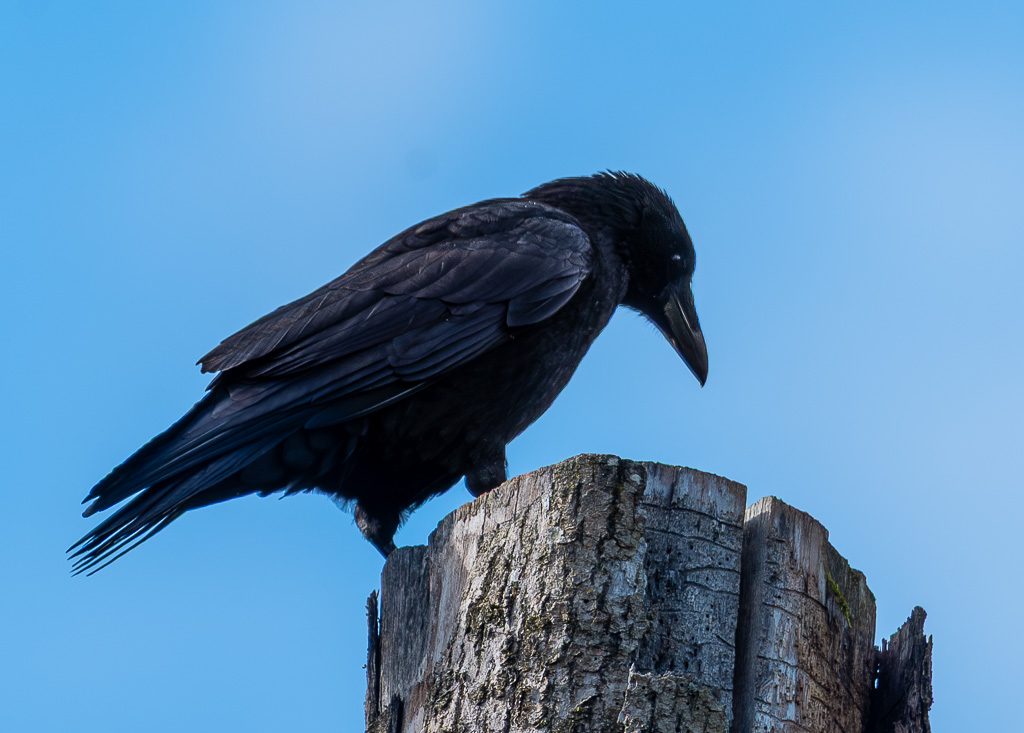 Schwarzer Rabe sitzt geduckt auf Baumstumpf und blickt vor blauem Himmel hinab.