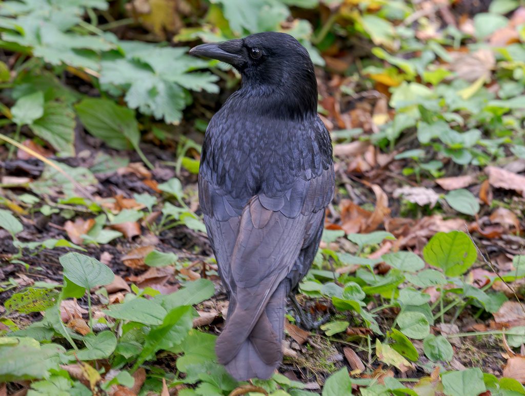 Schwarze Krähe steht zwischen Laub und grünen Blättern, Kopf wachsam zur Seite gedreht.