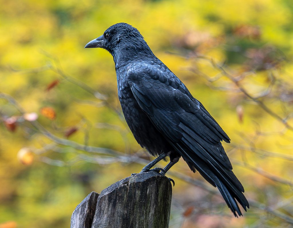 Rabe mit glänzend schwarzem Gefieder sitzt aufmerksam auf Pfosten vor gelbgrünem Herbstlicht.