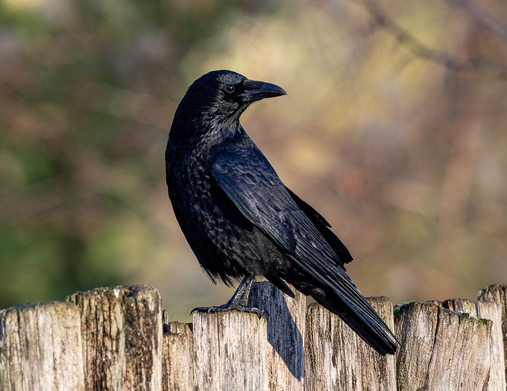 Rabe mit schimmerndem Gefieder sitzt auf Holzzaun und blickt ruhig in die Ferne.