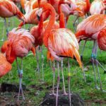 international flamingo day kuriose feiertage 2026 sven giese featured