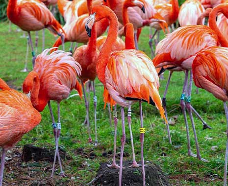 international flamingo day kuriose feiertage 2026 sven giese featured