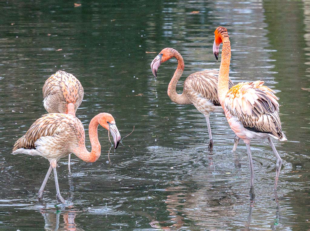 Vier Flamingos waten im flachen Wasser, einer hebt den Kopf hoch aus der Gruppe.
