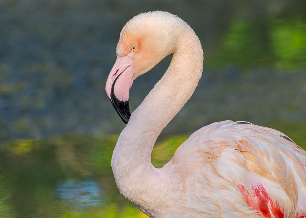 Nahaufnahme eines hellrosa Flamingos mit gebogenem Hals vor weich verschwommenem Wasser.