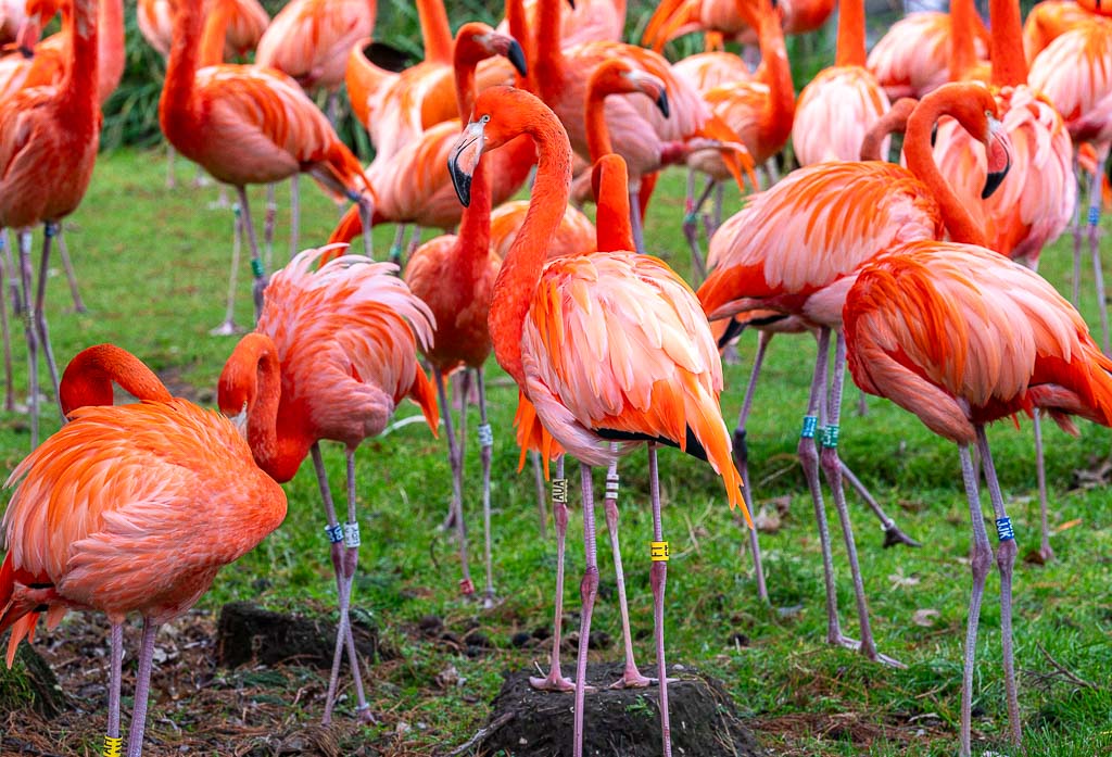 Eine große Gruppe pinkfarbener Flamingos steht dicht beisammen auf einer Wiese, einige mit Fußringen.