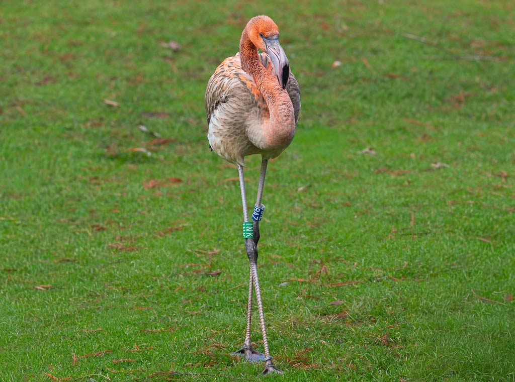 Junger Flamingo steht allein auf der Wiese, lange Beine überkreuzt, Kopf gesenkt.
