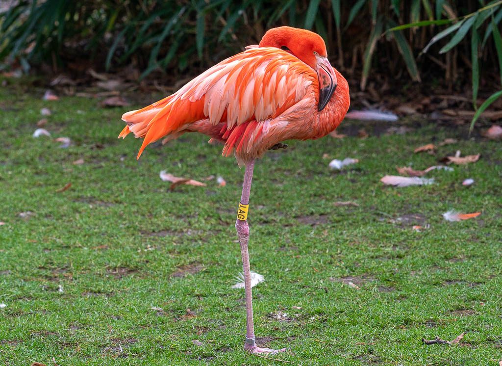 Leuchtend pinkfarbener Flamingo ruht auf einem Bein, Schnabel im Gefieder verborgen.