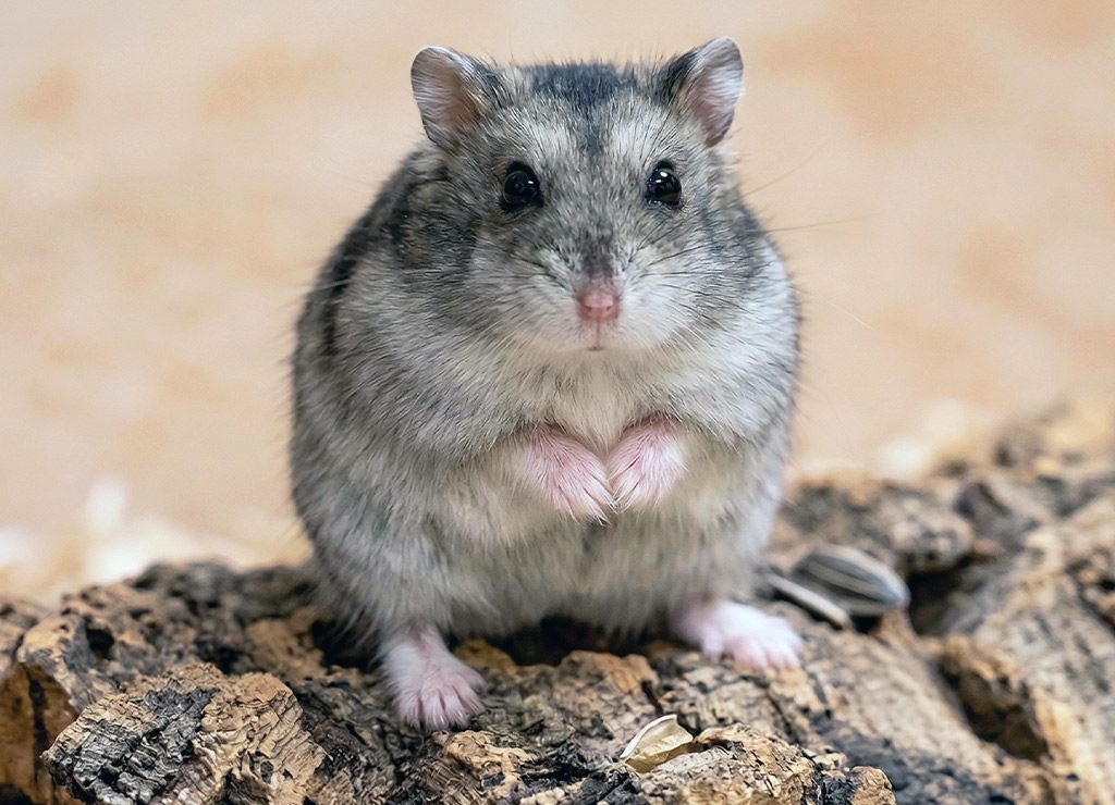 World Hamster Day - Welttag der Hamster. Kuriose Feiertage - 12. April (c) 2026 Sven Giese - Bild 1 Grauer Zwerghamster sitzt auf Rindenstück, schaut frontal in die Kamera, Pfoten erhoben.