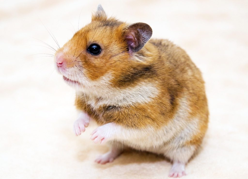 World Hamster Day - Welttag der Hamster. Kuriose Feiertage - 12. April (c) 2026 Sven Giese - Bild 2 Goldbrauner Hamster steht auf Hinterpfoten, schaut neugierig zur Seite vor hellem Hintergrund.