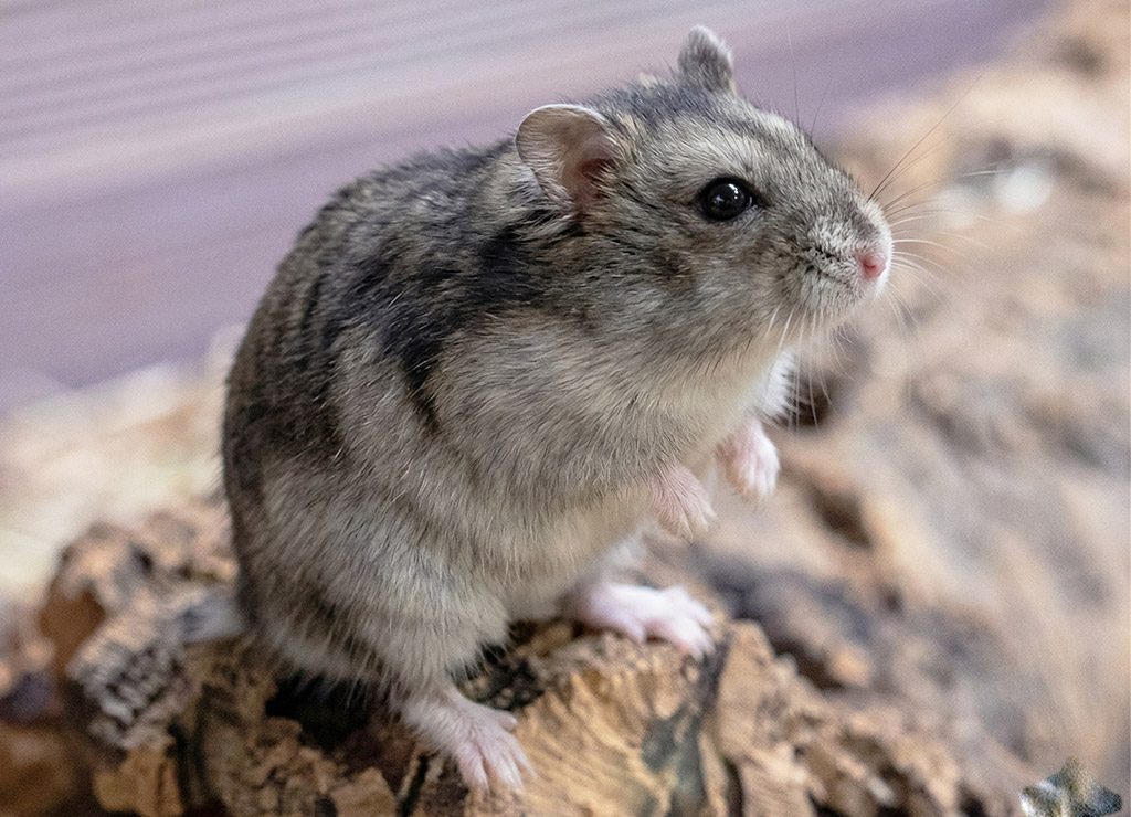 World Hamster Day - Welttag der Hamster. Kuriose Feiertage - 12. April (c) 2026 Sven Giese - Bild 3 Grauer Zwerghamster steht auf Rindenstück, blickt aufmerksam nach vorn im weichen Licht.