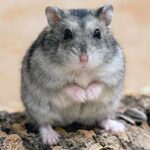 world hamster day kuriose feiertage 2026 sven giese featured