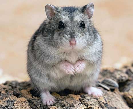 world hamster day kuriose feiertage 2026 sven giese featured