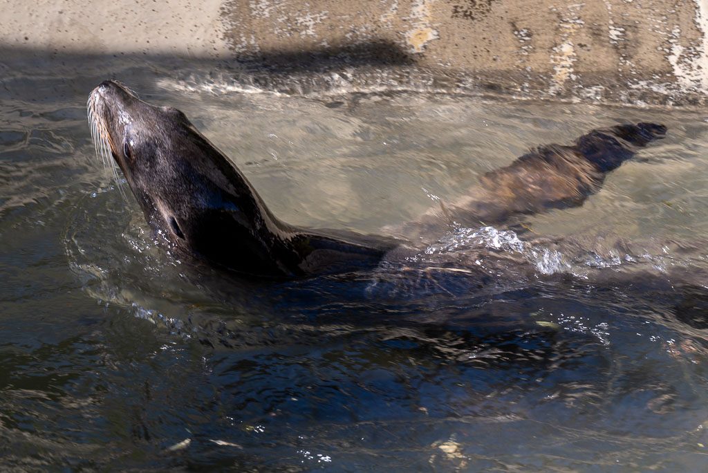 Seelöwe schwimmt nah am Beckenrand, Kopf aus dem Wasser, Körper untergetaucht.