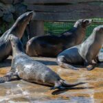 world sea lion day kuriose feiertage 2026 sven giese featured