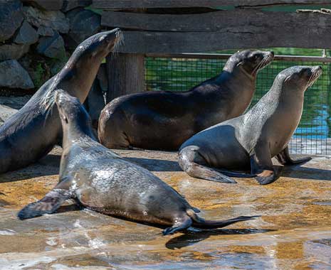 world sea lion day kuriose feiertage 2026 sven giese featured