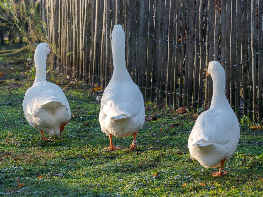 Klatsch-und-Tratsch-Tag – National Gossip Day in den USA. Kuriose Feiertage – 6. August (c) 2026 Sven Giese Drei weiße Gänse laufen nebeneinander über feuchte Wiese entlang eines Holzzauns im Morgenlicht.