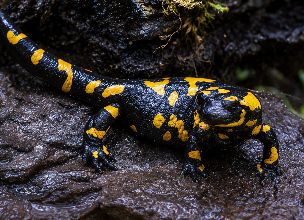 Feuersalamander mit gelben Flecken kriecht über nassen, dunklen Felsen im schattigen Habitat.