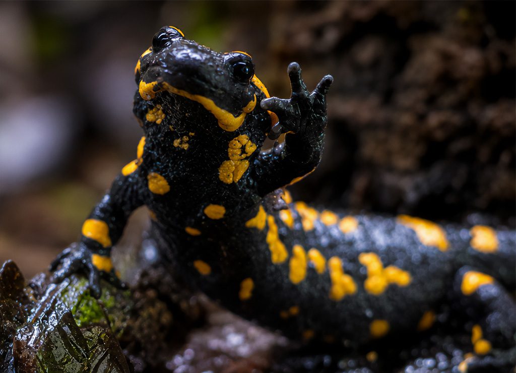 Nahaufnahme eines Feuersalamanders mit gelber Zeichnung auf feuchtem Waldboden im Wald.