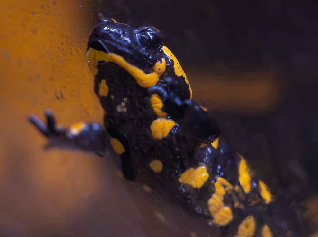 Feuersalamander mit gelben Flecken richtet sich nah an einer beschlagenen Scheibe auf.