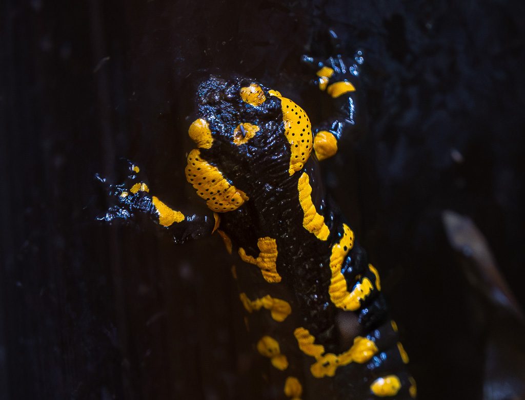 Feuersalamander richtet sich im dunklen Habitat auf und zeigt seine gelb-schwarze Bauchzeichnung.