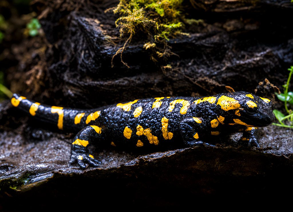 Feuersalamander mit gelben Flecken kriecht über feuchten Waldboden zwischen Moos und Totholz.