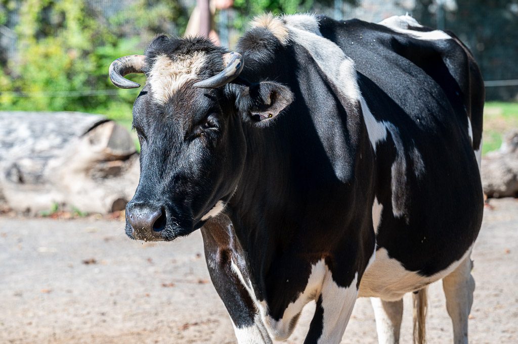 Schwarz-weiße Kuh mit gebogenen Hörnern steht im Sonnenlicht auf sandigem Boden.