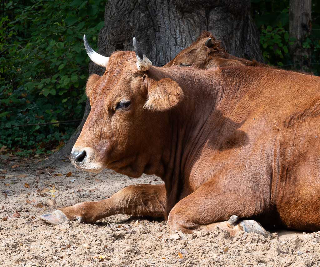 Zwei braune Kühe liegen entspannt nebeneinander auf sandigem Boden im Schatten großer Bäume und Sträucher.