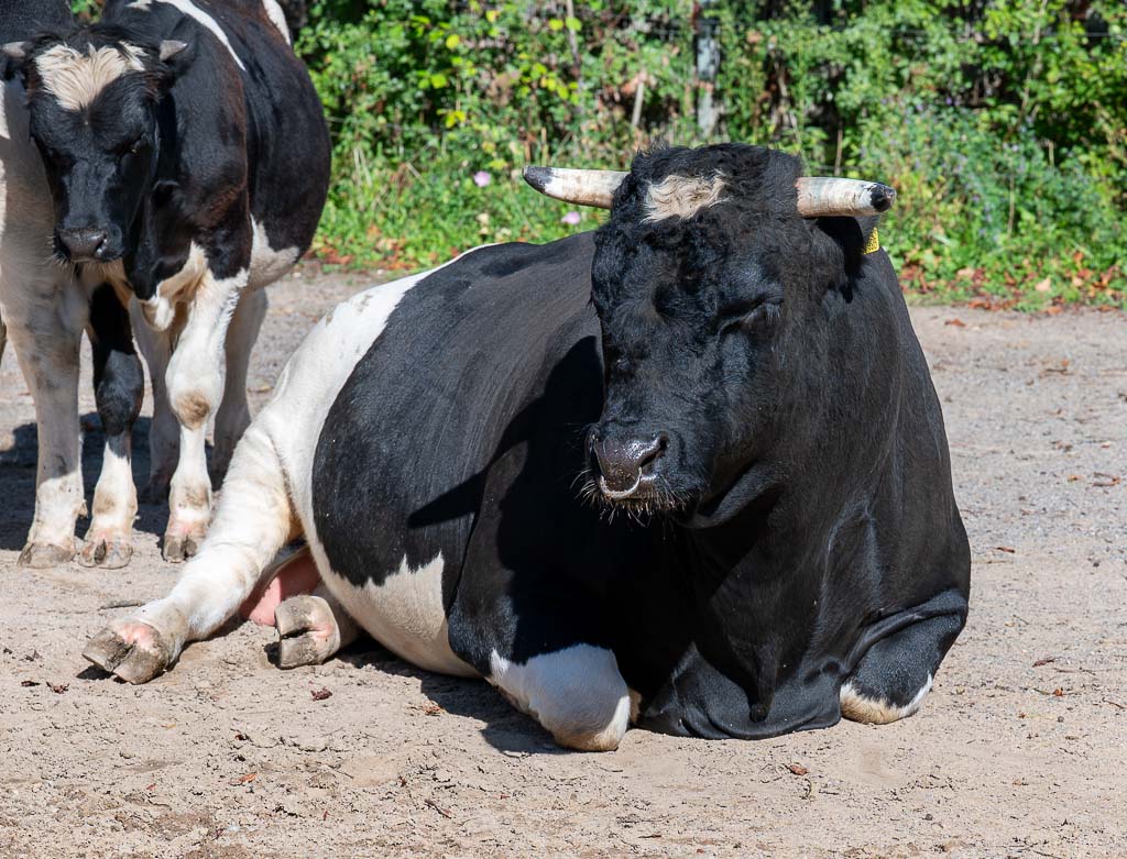 Schwarz-weiße Kuh mit Hörnern liegt entspannt auf sandigem Boden, ein weiteres Rind steht dahinter.